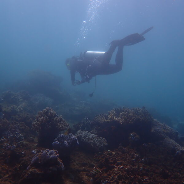 PB060139 600x600